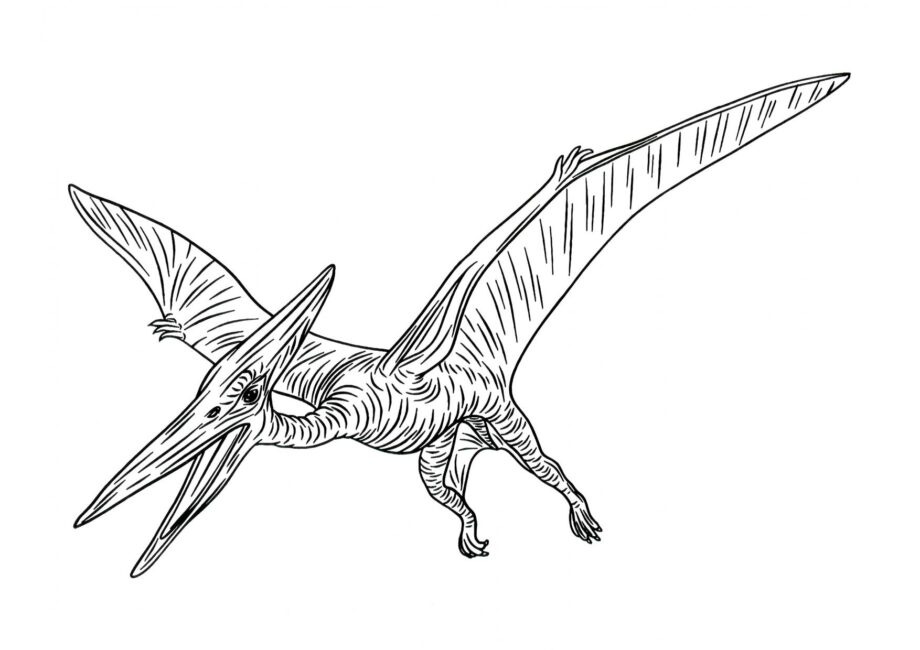 Disegno da Colorare di Pteranodon in Volo