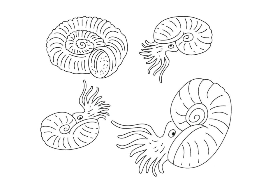 Disegno da Colorare di Molluschi Ammoniti